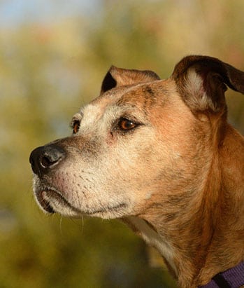 Portrait of senior boxer mixed breed dog in autumn afternoon light