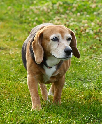 Older Beagle Walking