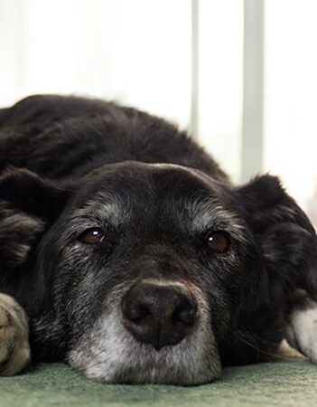 mobile euthanasia vet toronto ontario canada