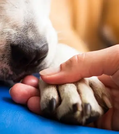 Friendship between human and dog