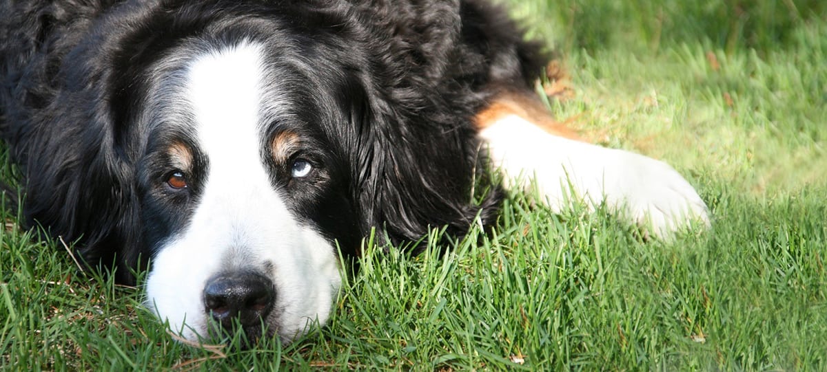 Smudge the dog laying in grass