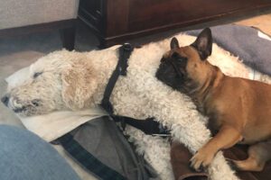 dog comforting other dog