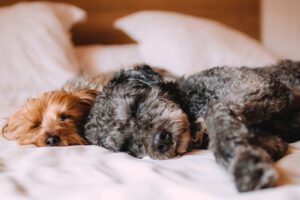two dogs lying on white sheets